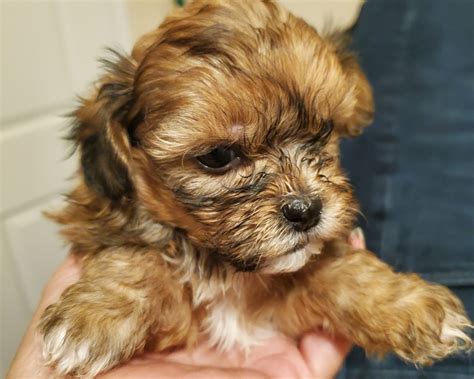 post id: 7586077015. . Shih poo puppies for sale craigslist